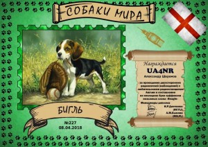 dogs-beagle-227 (1).jpg